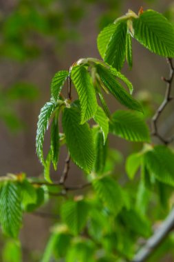 Açan boynuz ışını, Carpinus Betulus. Sandıkların ve dalların arka planında enfloresanlar ve genç boynuz demeti yaprakları.