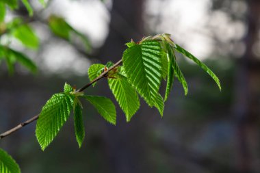Açan boynuz ışını, Carpinus Betulus. Sandıkların ve dalların arka planında enfloresanlar ve genç boynuz demeti yaprakları.