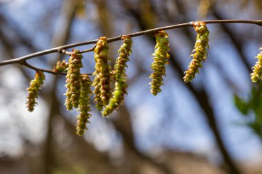 Açan boynuz ışını, Carpinus Betulus. Sandıkların ve dalların arka planında enfloresanlar ve genç boynuz demeti yaprakları.