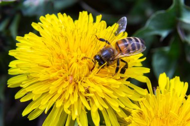 Sarı bacaklı madenci arı Andrena Flavipes 'ın sarı karahindiba çiçeği, Taraxacum officinale.