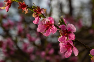 Şeftali dalları yoğun pembe çiçeklerle kaplıdır - meyve ağacının bol miktarda çiçek açması.