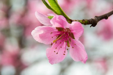 Şeftali dalları yoğun pembe çiçeklerle kaplıdır - meyve ağacının bol miktarda çiçek açması.