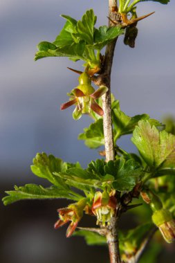 Çiçekler bektaşi üzümü bahçedeki çalıların üzerinde çiçek açıyor, doğa arka planında..
