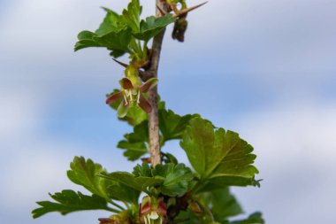 Çiçekler bektaşi üzümü bahçedeki çalıların üzerinde çiçek açıyor, doğa arka planında..