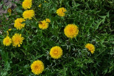 Bal arısı sarı karahindiba çiçeği, Taraxacum sarı çiçek doğa arka planı.