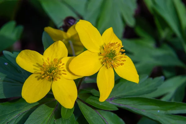 Anemoon Ranunculoides Gele Anemoon Geel Hout Anemoon Boterbloem Anemoon — Stockfoto