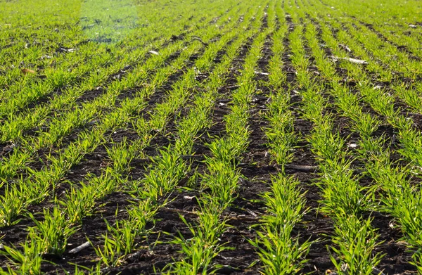 Jeunes Plants Blé Poussant Dans Sol Agriculture Agronomie Thème Produits — Photo