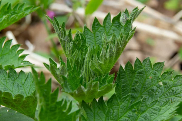 Isırgan otu çalıları. Isırgan yaprakları. Üst Manzara. Botanik desen. Yeşillik yaygın ısırgan otu.