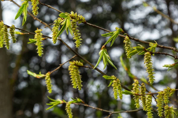 Ανεμοβλογιά Carpinus Betulus Δέσμες Και Νεαρά Φύλλα Κερασφόρου Στο Φόντο — Φωτογραφία Αρχείου