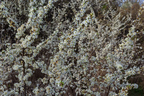 Prunus Spinosa Zvaný Trn Nebo Trn Druh Kvetoucí Rostliny Čeledi — Stock fotografie