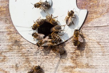 Arıların çoğu çiçek nektarı ve çiçek poleniyle arı kovanına girip çıkıyor. Çiçeklerden nektar toplayan arı sürüsü. Sağlıklı organik çiftlik balı.