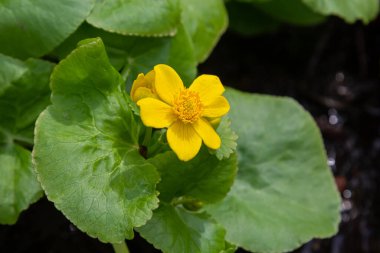 Bataklık göleti suyunun zeminine karşı Marigold Caltha palustris sarı çiçekleri. Vahşi bataklık çiçekleri zehirli, Marigold Caltha homeopatide kullanılır..