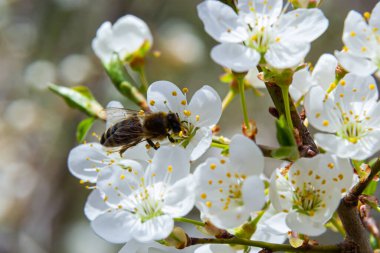 Kafkas eriği çiçekli bal arısı. Prunus cerasifera var.divaricata.