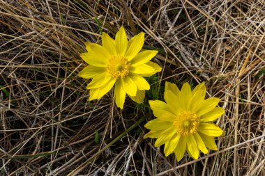 Adonis vernalis, sping garden'da çok yıllık bir çiçekli bitkidir. Adonis vernalis tıbbi bir bitkidir. Doğal arka planda sarı Adonis çiçekleri.