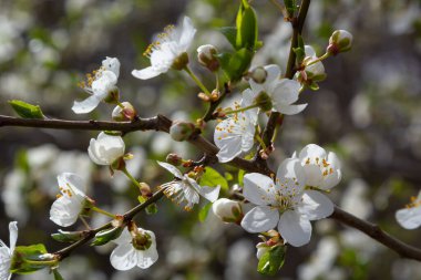 Vahşi beyaz erik çiçekleri güneşli bir bahar gününde ormanda toplanır. Tür Prunus cerasifera namı diğer kiraz eriği veya mirobalan eriği.