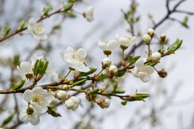 Erik Cerasifera Çiçek açan beyaz erik ağacı. Prunus Cerasifera 'nın beyaz çiçekleri.