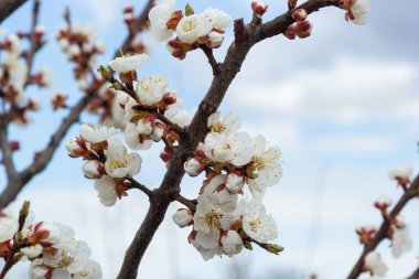 Bahar bahçesinde güzel beyaz kayısı ağaçları çiçek açar. Çiçek açmış kayısı ağacı.