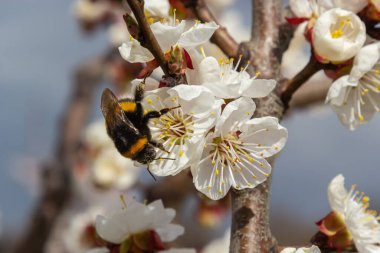 Beyaz kayısı çiçeklerinden polen toplayan sevimli küçük yaban arısı..