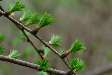 Güneşli bir bahar gününde çiçek açan bir tarlanın genç bir dalı..