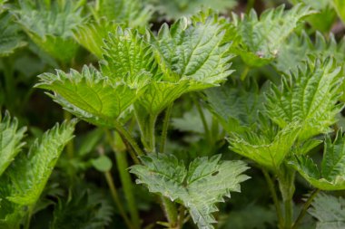 Isırgan otu çalıları. Isırgan yaprakları. Üst Manzara. Botanik desen. Yeşillik yaygın ısırgan otu.