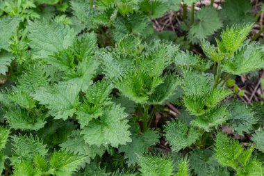 Isırgan otu çalıları. Isırgan yaprakları. Üst Manzara. Botanik desen. Yeşillik yaygın ısırgan otu.