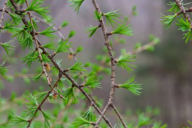 Güneşli bir bahar gününde çiçek açan bir tarlanın genç bir dalı..
