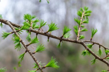 Güneşli bir bahar gününde çiçek açan bir tarlanın genç bir dalı..