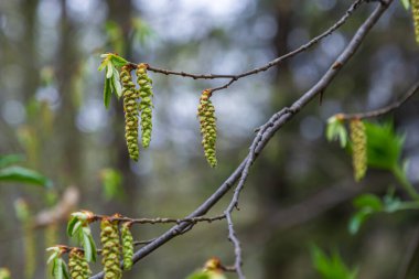 Baharda ilk yaprakları olan bir ağaç dalı. Carpinus orientalis. Yumuşak odak.