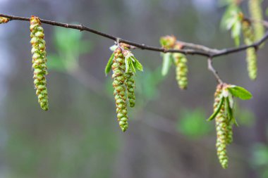 Baharda ilk yaprakları olan bir ağaç dalı. Carpinus orientalis. Yumuşak odak.