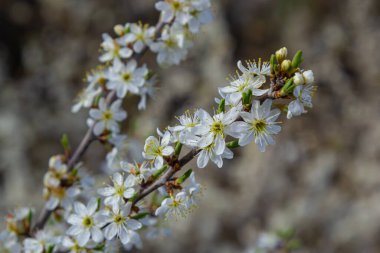 Blackthorn prunus spinosa sloe bitki beyaz çiçek çiçek çiçek ayrıntıları ilkbahar vahşi meyve.