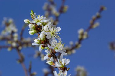 Blackthorn prunus spinosa sloe bitki beyaz çiçek çiçek çiçek ayrıntıları ilkbahar vahşi meyve.