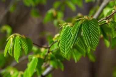 Baharda ilk yaprakları olan bir ağaç dalı. Carpinus orientalis. Yumuşak odak.
