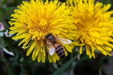 Sarı bacaklı madenci arı Andrena Flavipes 'ın sarı karahindiba çiçeği, Taraxacum officinale.