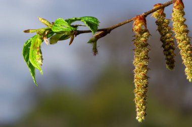 Açan boynuz ışını, Carpinus Betulus. Sandıkların ve dalların arka planında enfloresanlar ve genç boynuz demeti yaprakları.