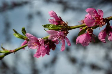 Şeftali dalları yoğun pembe çiçeklerle kaplıdır - meyve ağacının bol miktarda çiçek açması.