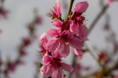 Şeftali dalları yoğun pembe çiçeklerle kaplıdır - meyve ağacının bol miktarda çiçek açması.