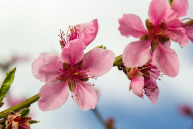 Mavi Gökyüzü Arkaplanındaki Şeftali Ağacında açan Pembe Şeftali Çiçekleri, seçici odak.