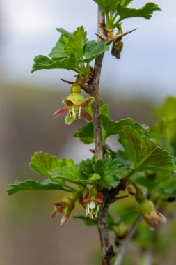 Çiçekler bektaşi üzümü bahçedeki çalıların üzerinde çiçek açıyor, doğa arka planında..