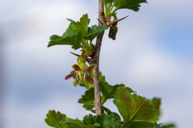 Çiçekler bektaşi üzümü bahçedeki çalıların üzerinde çiçek açıyor, doğa arka planında..