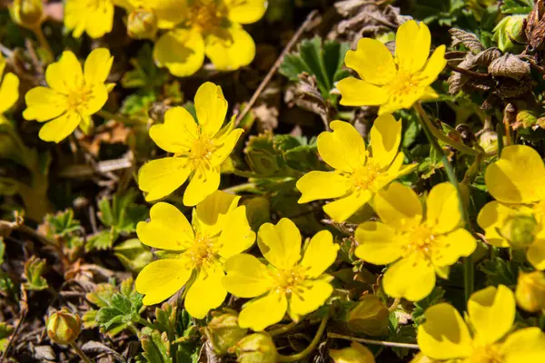 Tiny Flowers Potentilla Arenaria Xerotherm Meadow Wild Yellow Flowers Growing — Stock Photo, Image