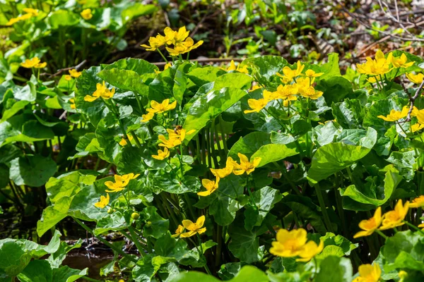Marsh Marigold Caltha Palustris Gele Bloemen Tegen Achtergrond Van Moerasvijverwater — Stockfoto
