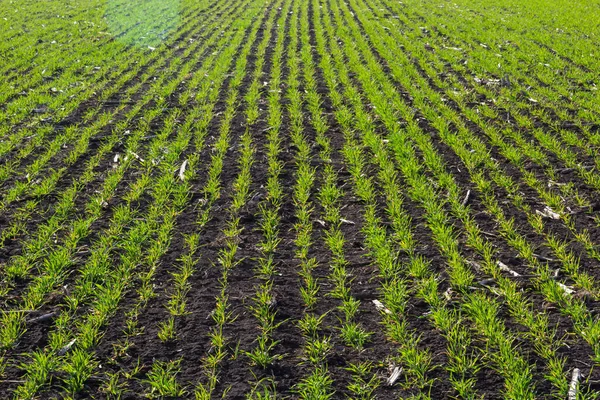 Bir alanda büyüyen genç buğday fidan. Buğday toprağa büyüyen genç yeşil.