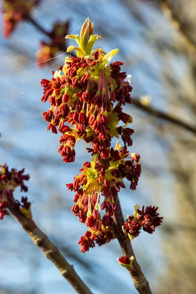 Acer negundo, Box elder, boxelder, ash-leaved and maple ash, Manitoba, elf, ashleaf maple male inflorescences and flowers on branch outdoor. Spring day.