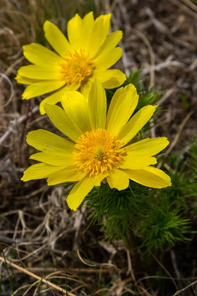 Yellow Forest Flowers Adonis Vernalis Pheasant Eye Spring Pheasant Eye — Photo