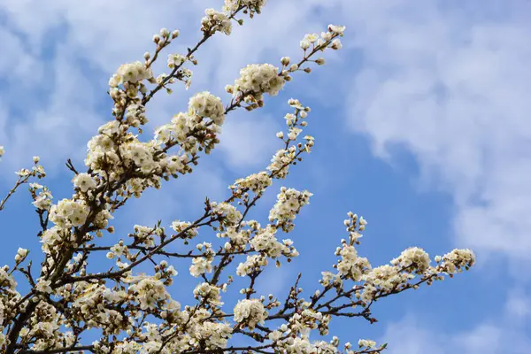 Vahşi beyaz erik çiçekleri güneşli bir bahar gününde ormanda toplanır. Tür Prunus cerasifera namı diğer kiraz eriği veya mirobalan eriği.