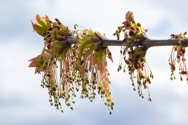 Box Elder, Acer negundo, blossom. Box Elder inflorescence in spring. Close-up.