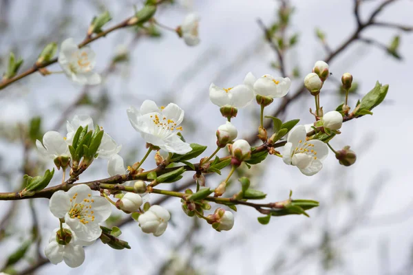 Erik Cerasifera Çiçek açan beyaz erik ağacı. Prunus Cerasifera 'nın beyaz çiçekleri.