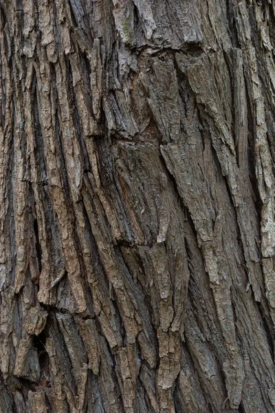 Close Old Bark Texture Pattern Forest Vintage Background — Stok fotoğraf