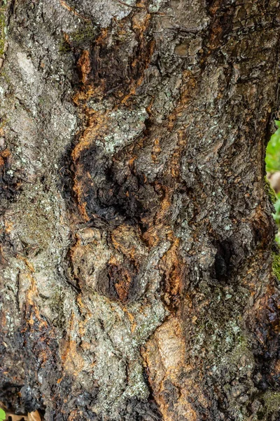 빈티지 배경의 나무껍질의 패턴을 가까이 — 스톡 사진