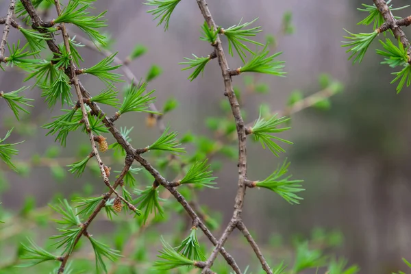Güneşli bir bahar gününde çiçek açan bir tarlanın genç bir dalı..